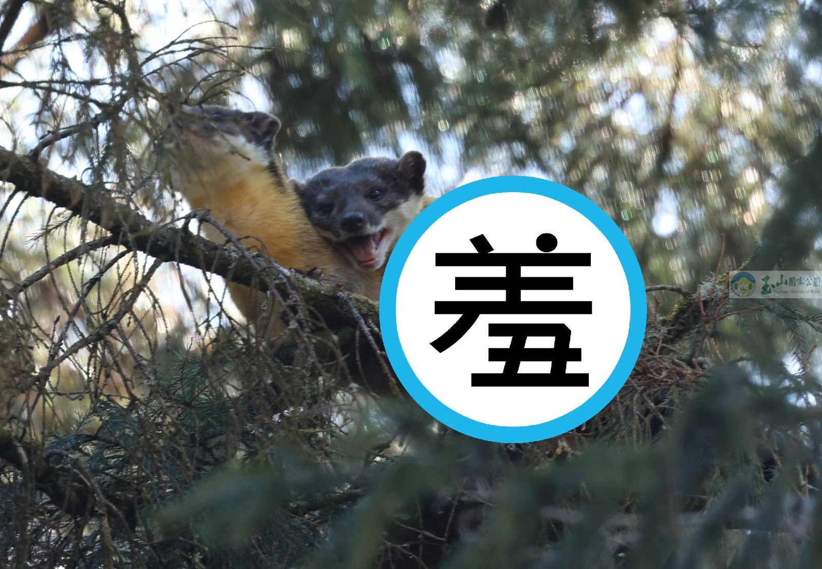 黃喉貂野外愛愛畫面曝光。(翻攝玉山國家公園臉書)