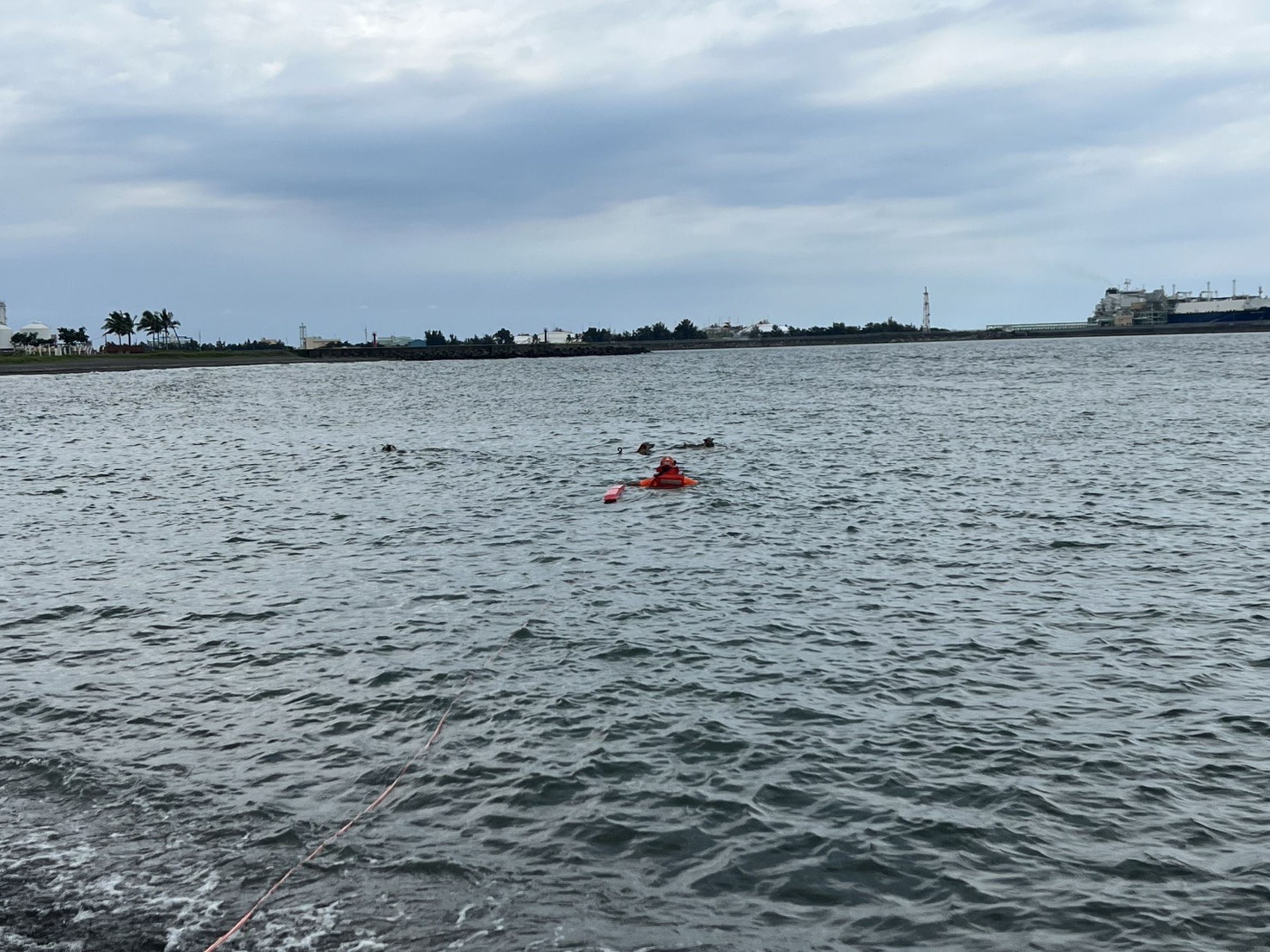 高雄永安鑽石沙灘流浪狗氾濫，一名老翁3日海泳遭到野狗撕咬身亡。（翻攝畫面）