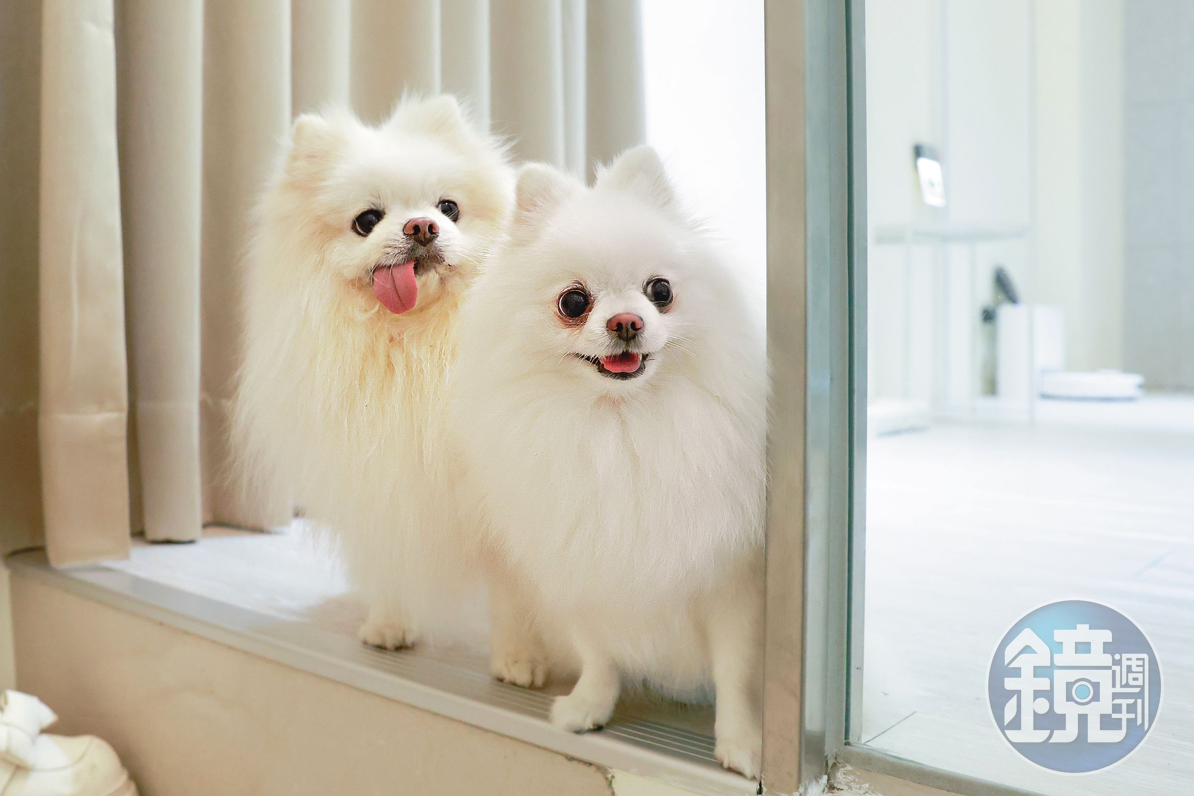 博美犬夭夭（右）十分注意ㄉㄨㄞ　ㄉㄨㄞ（左）的行動，會一起看著拍攝團隊的一舉一動，這對狗夫妻也算很有默契。
