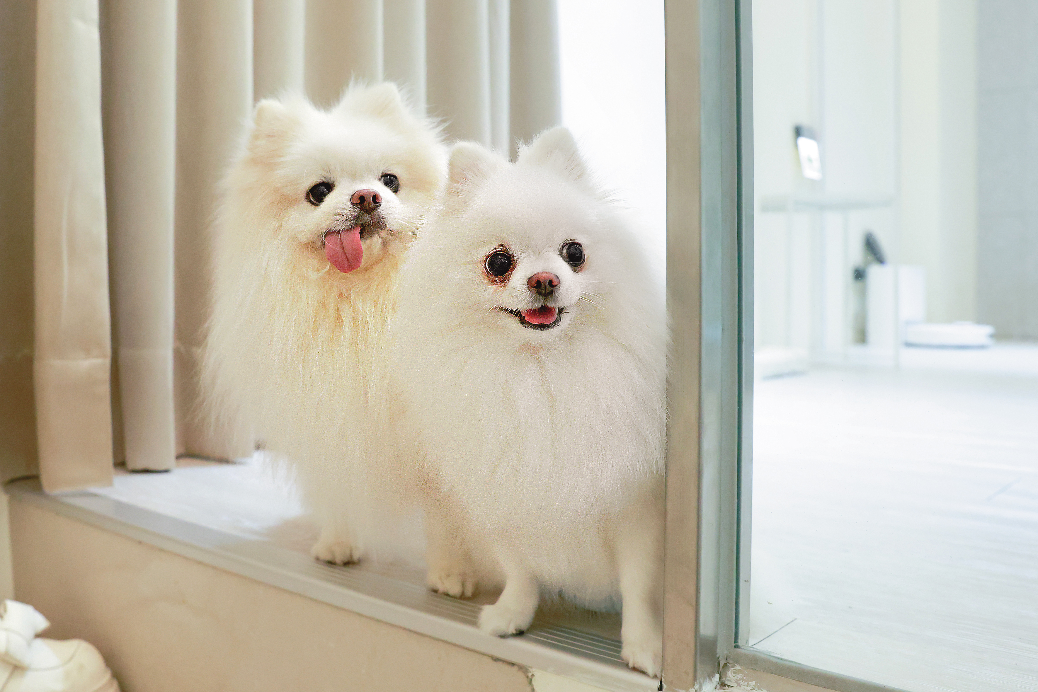 博美犬夭夭（右）十分注意ㄉㄨㄞ　ㄉㄨㄞ（左）的行動，會一起看著拍攝團隊的一舉一動，這對狗夫妻也算很有默契。