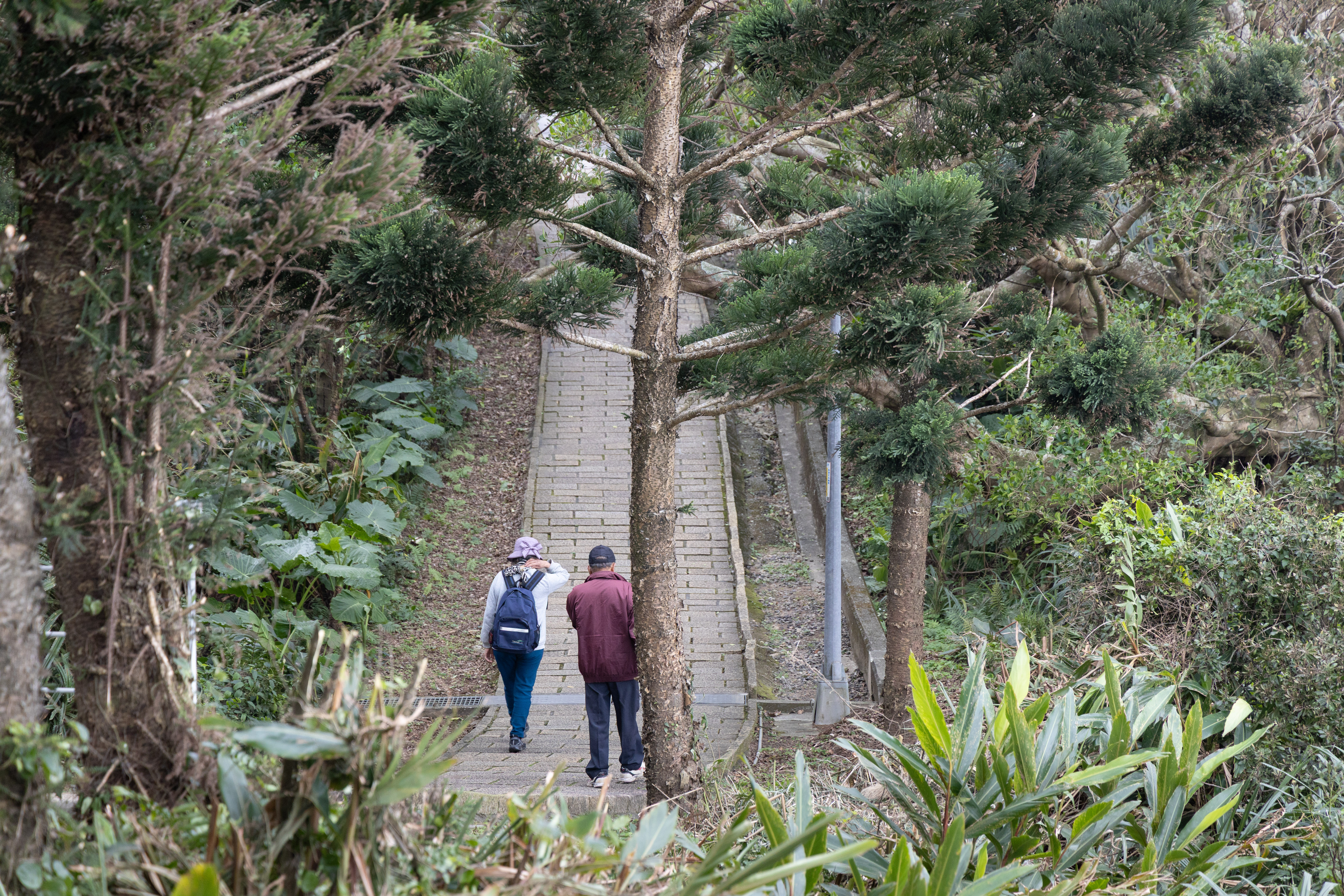 獅頭山公園舊稱「金山中正公園」,因地質景觀獨特,又曾長期列為軍事管制區,保留未受過度開發的自然樣貌,坡度不陡、沿途風光明媚,適合全家大小來一場春節健走。