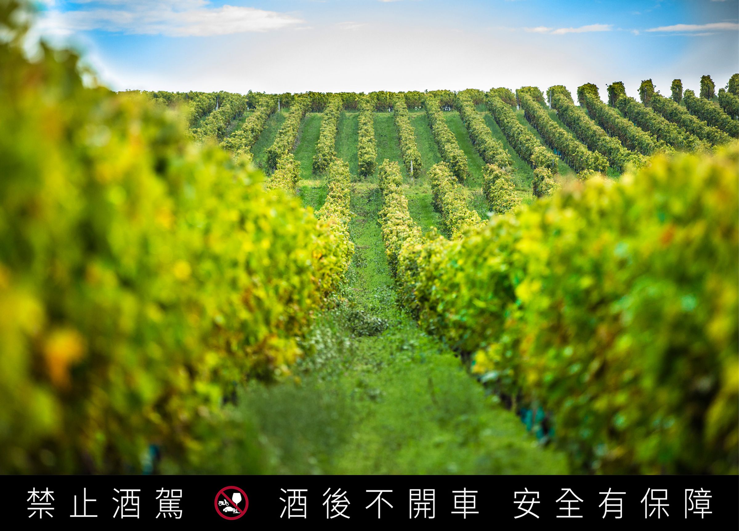 「邊緣區」為干邑產區中最小且最珍稀的產區,其獨特風土賦予馬爹利藍帶標誌性的紫羅蘭花香。