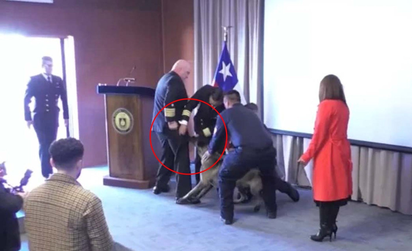 智利一隻緝毒犬在畢業典禮上「突襲」海軍中將,狂咬中將的口袋。(翻攝自X@DaniMayakovski)