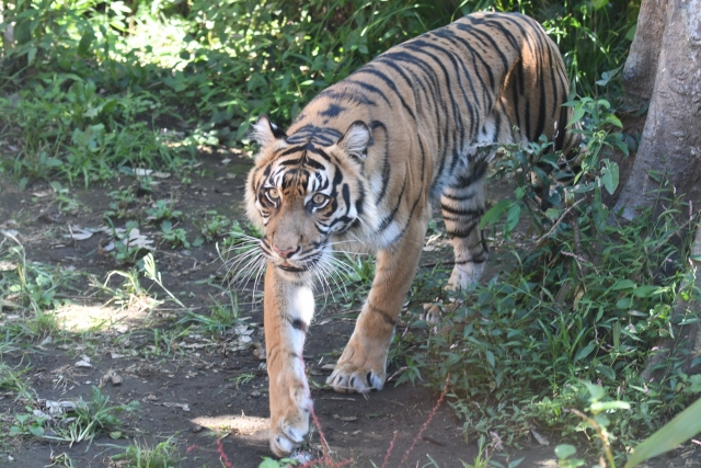 馬來西亞兩名男子垂釣時竟巧遇老虎，幸運逃過一劫。（示意圖，photoAC）