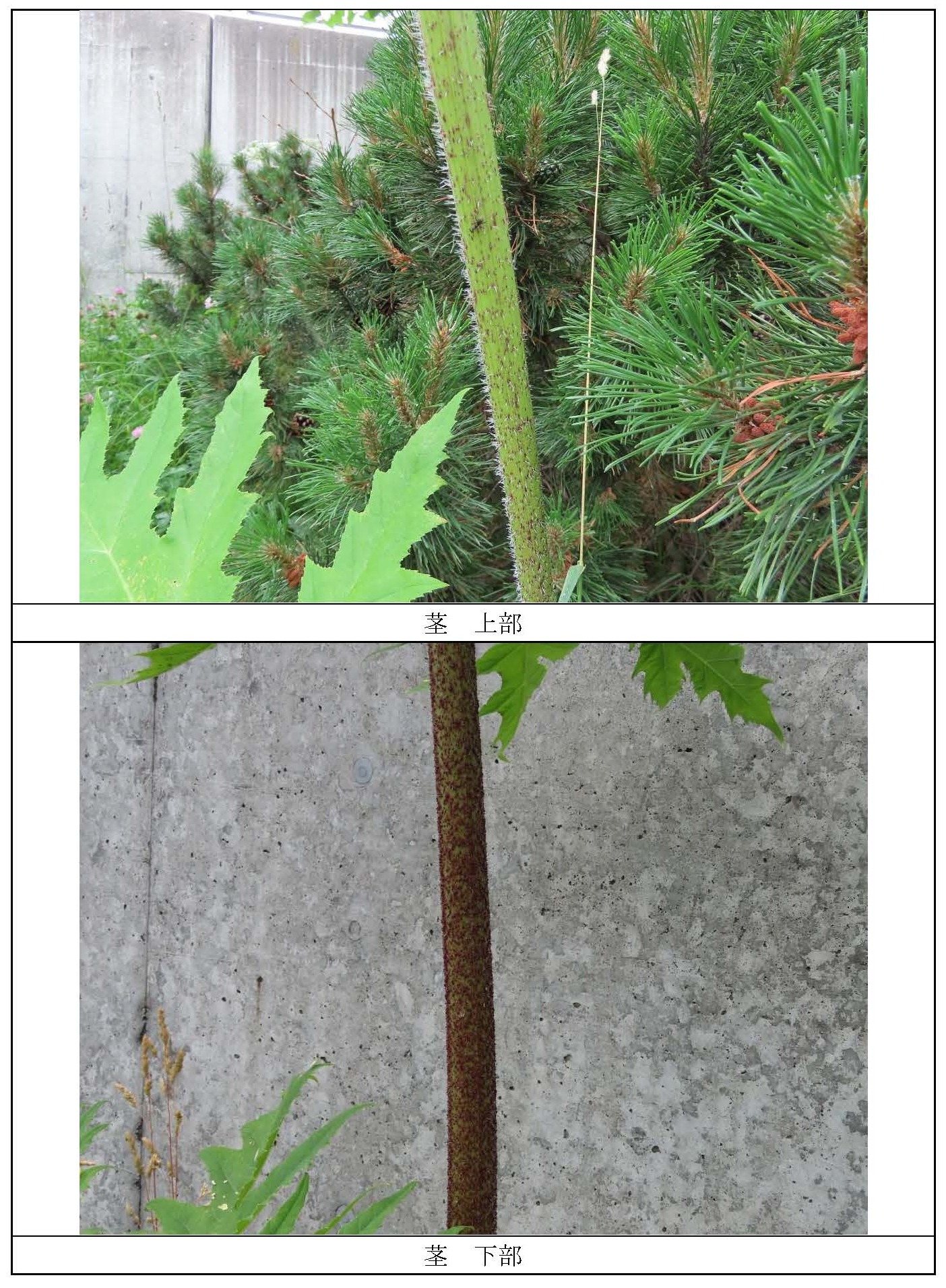 經現場確認，共計發現約30至40株大豬草。（翻攝自@Sapporo_PRD X）