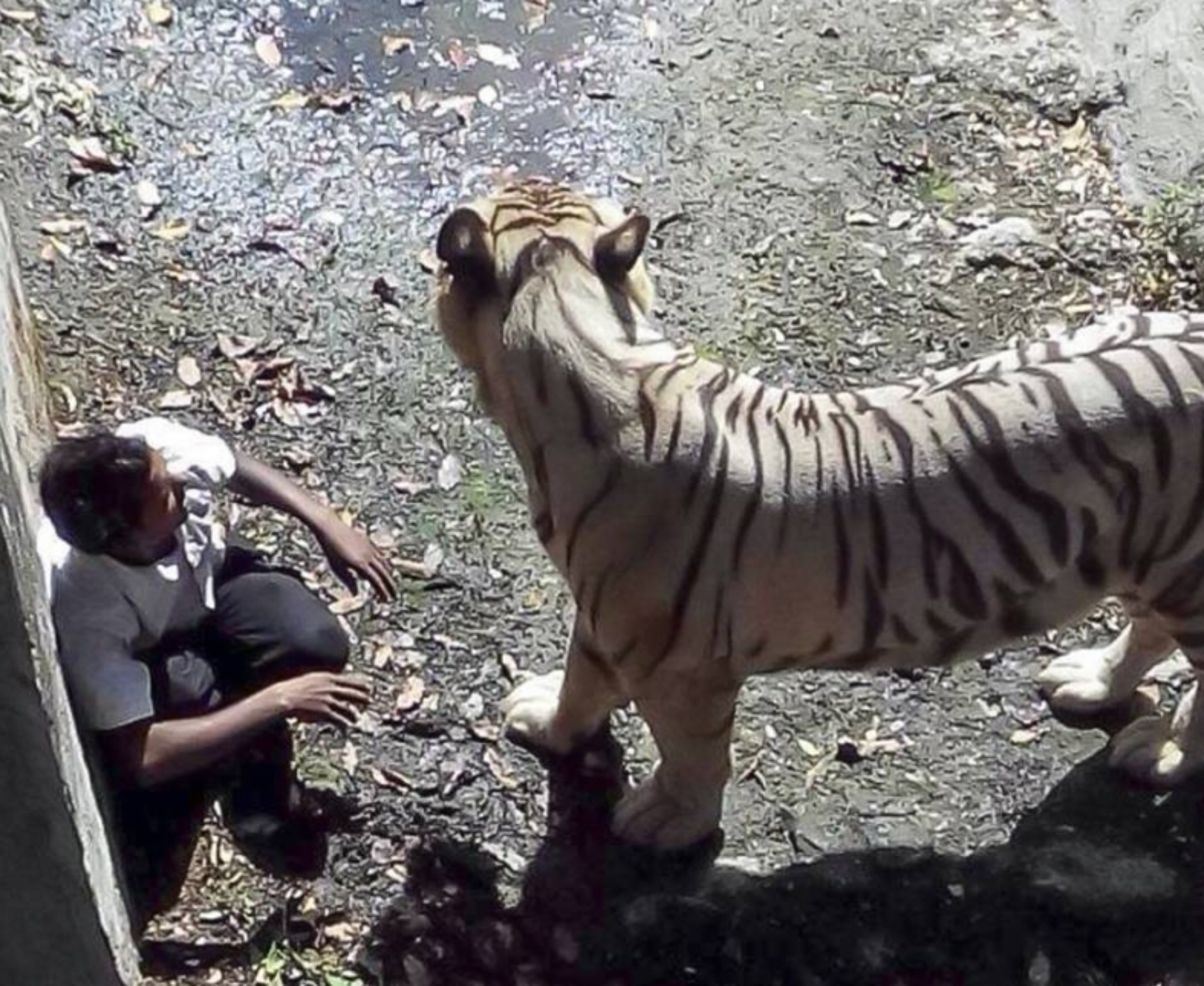 2014年,一名印度男子跳進動物園的老虎園區,最終遭活活咬死。(翻攝自X@SumitHansd)