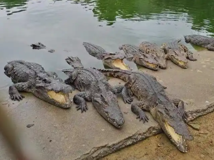 一批總重達2500斤的活體鱷魚遭法拍。（翻攝自阿里資產司法拍賣平台）