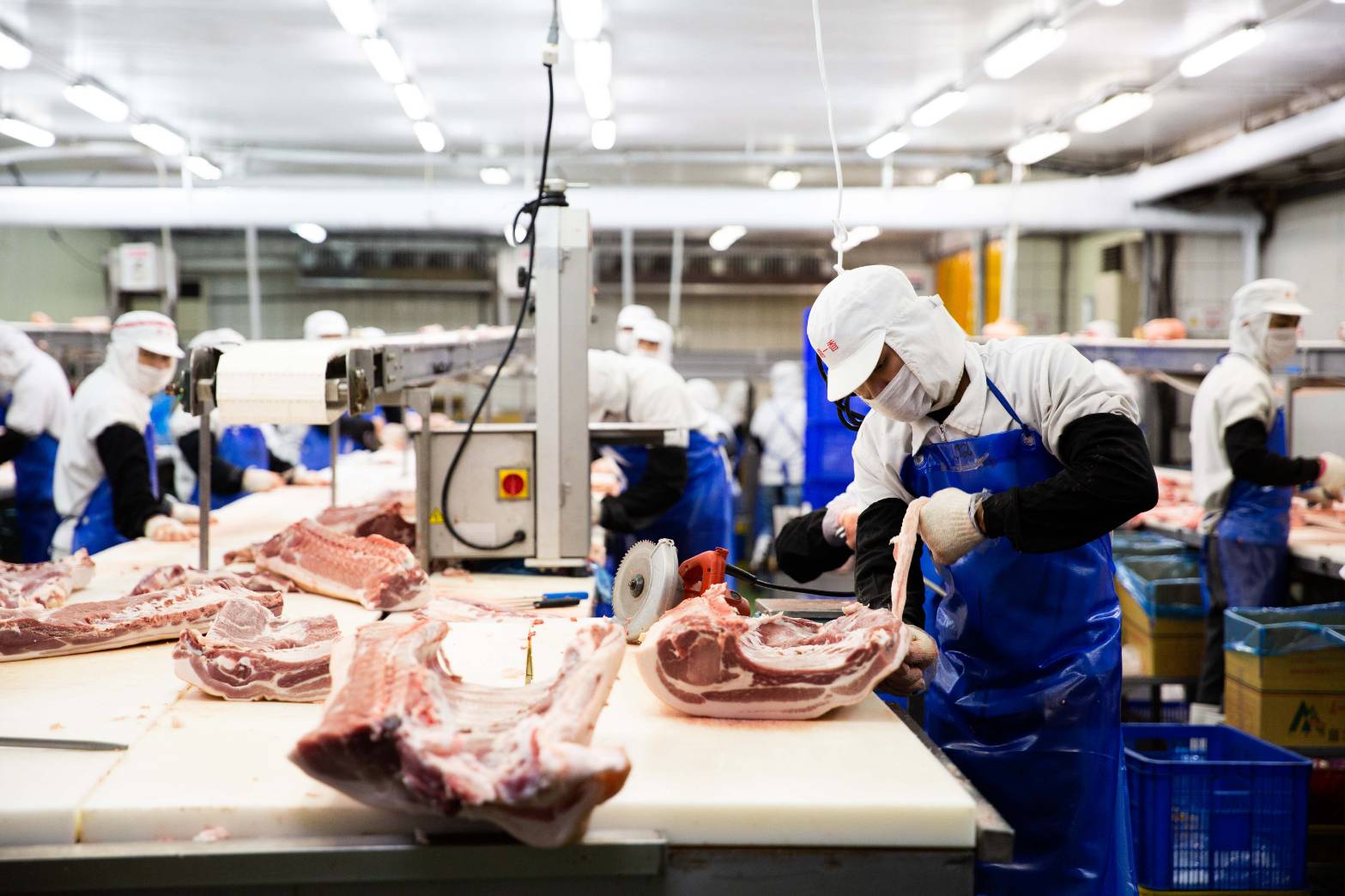 台中28頭疫豬,流往3縣市共計3,425公斤。圖為示意圖。