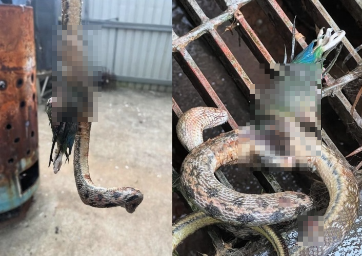 該名飼主因找不到自家鸚鵡，直接對保育類的黑眉錦蛇開膛找真相。（翻攝自threads）