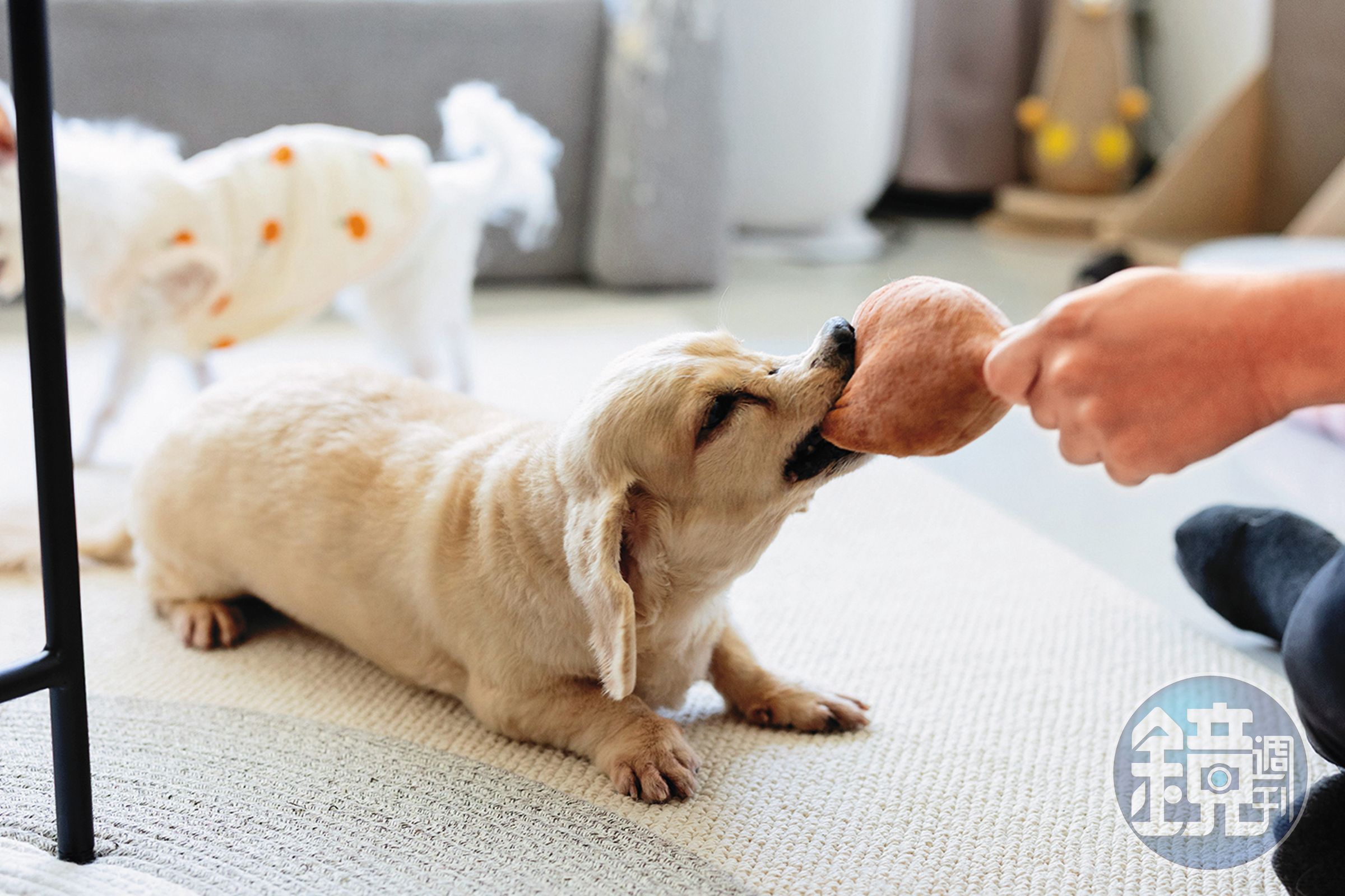 臘腸犬MOMO個性活潑、愛跟人互動，拍攝時主動拿著玩具找人陪玩。