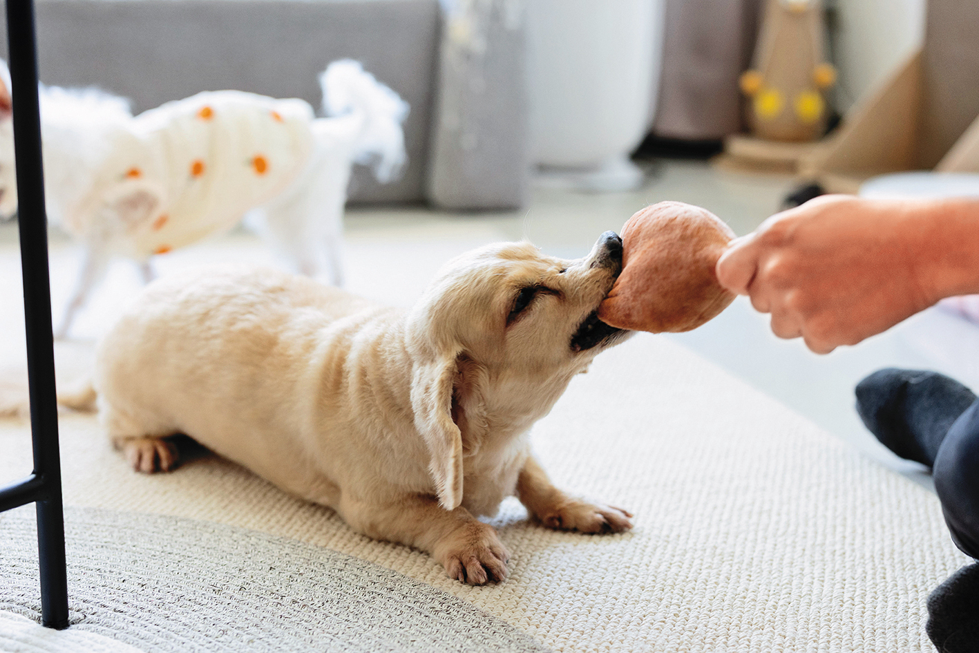 臘腸犬MOMO個性活潑、愛跟人互動,拍攝時主動拿著玩具找人陪玩。