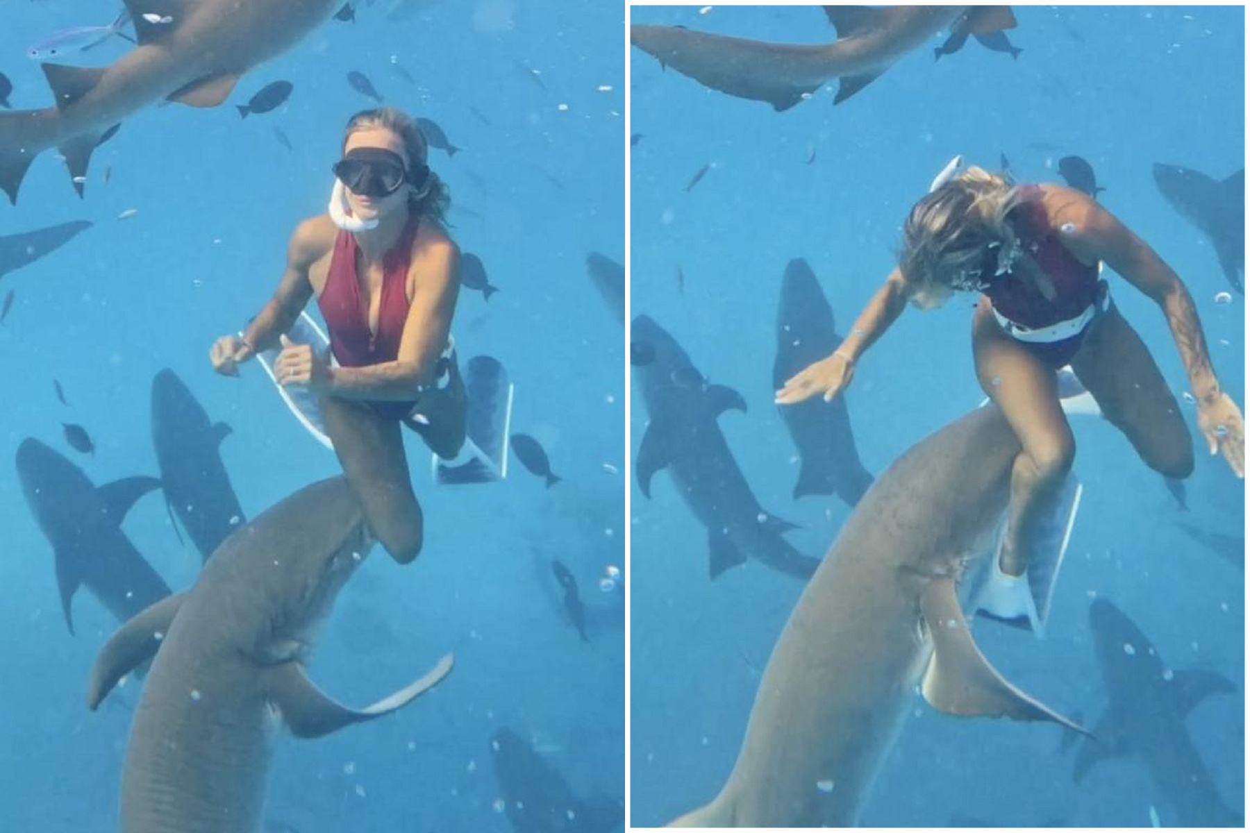 旅遊網美與50隻鯊魚共舞，慘被硬上「種草莓」濺血！震撼影片曝光。（翻自《紐約郵報》）
