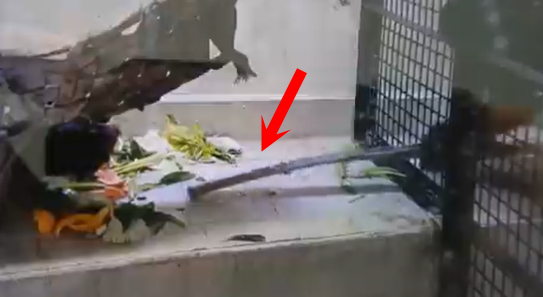 日本紅毛猩猩偷竊，監視器錄下「高智商犯案」！驚動鍵盤柯南分析案情。（翻自X平台）