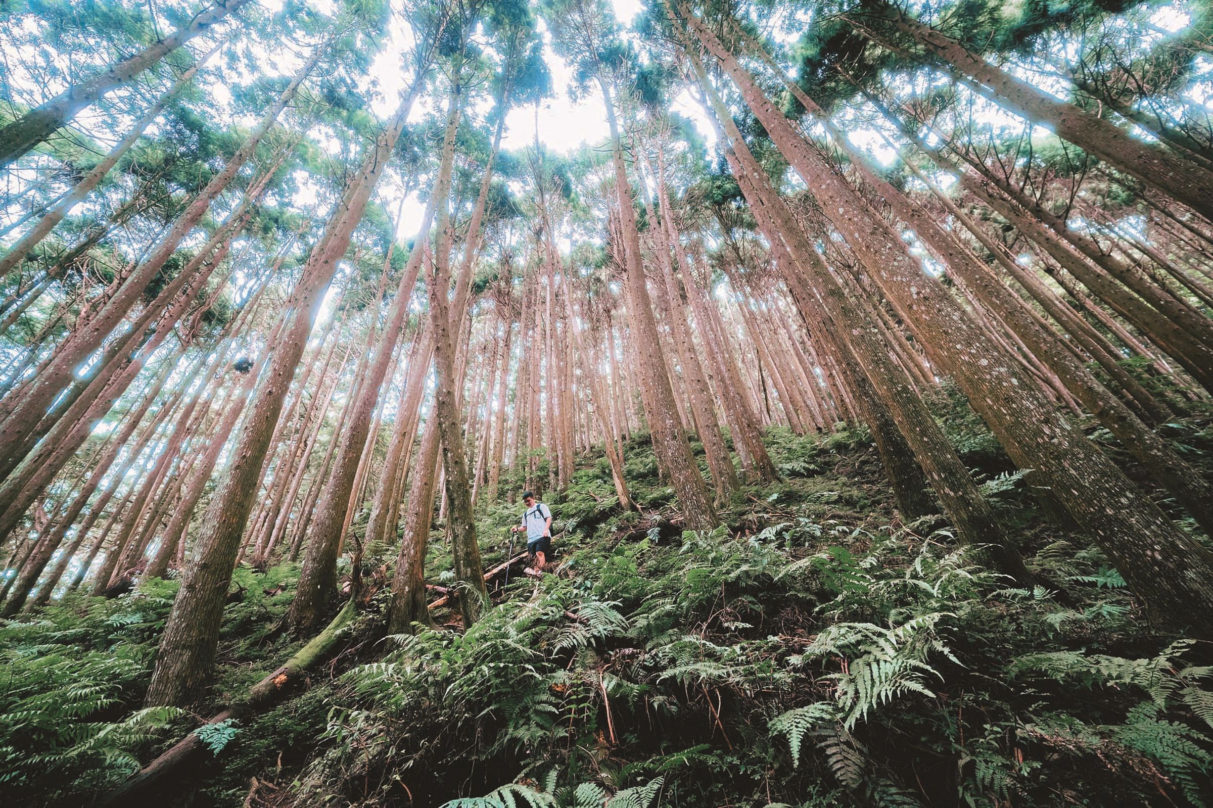 五峰油羅山步道/迷霧森林。(新竹縣政府提供)