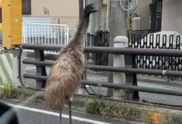 鴯鶓脫逃「逛大街」！日本民眾誤認「鴕鳥」報警　動物園急道歉

