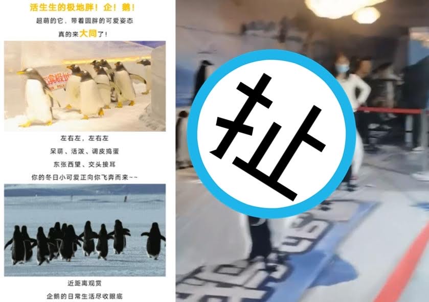 山西大同一間商場展示的南極企鵝館被指控涉嫌廣告不實。(翻攝微博)