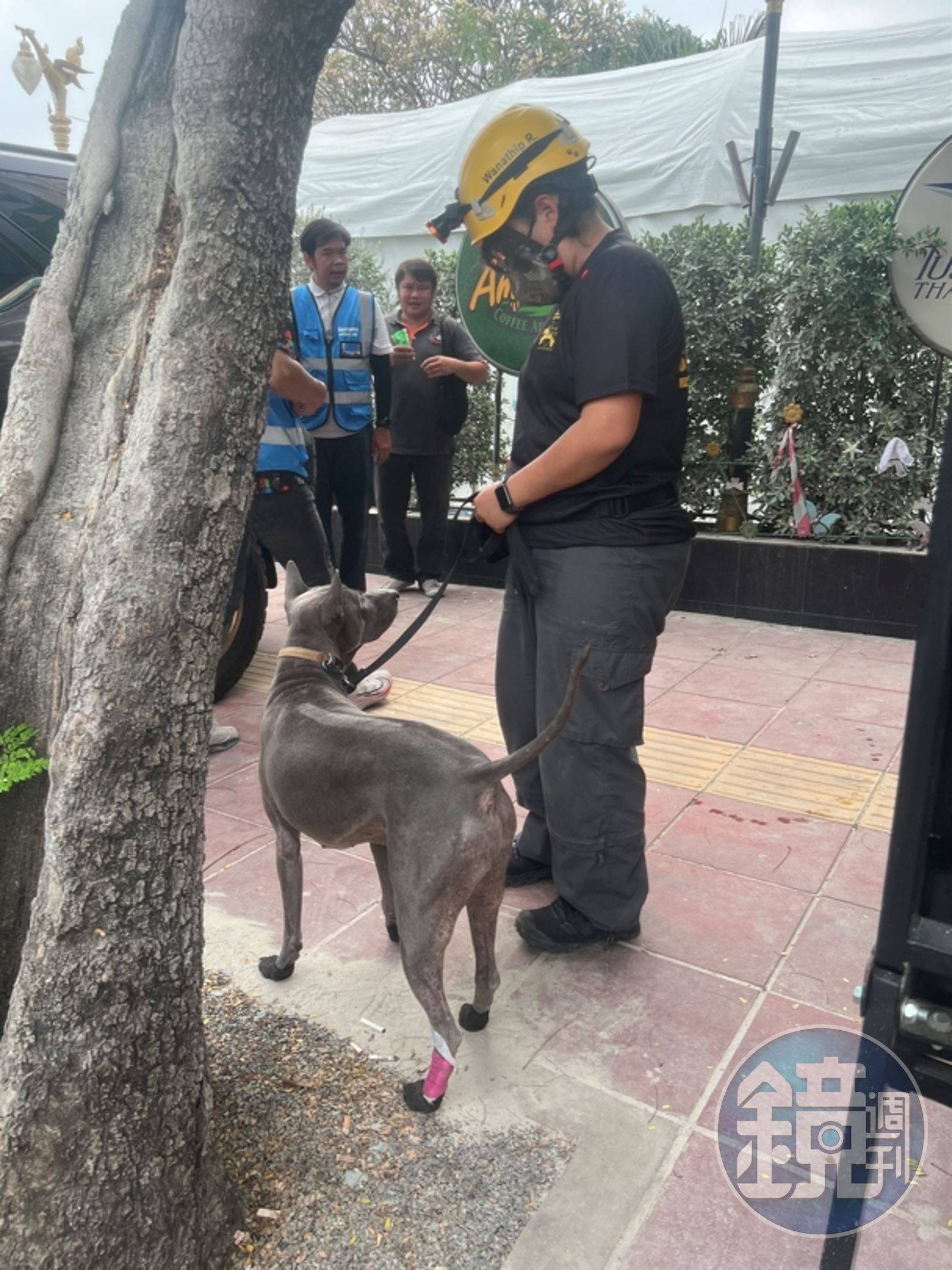 帶傷搜救犬聽從訓練人員指令。
