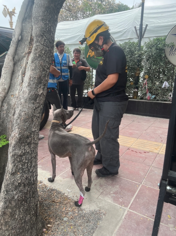 帶傷搜救犬聽從訓練人員指令。