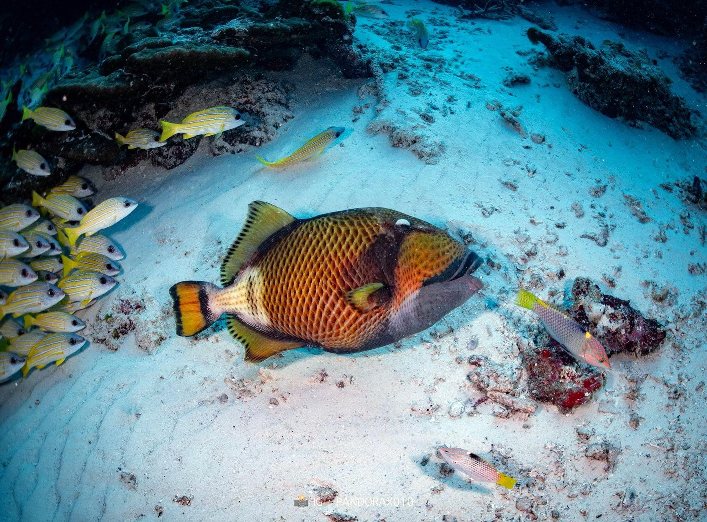 泰國首度記錄到海底魚群避震畫面,集體躺平靜止不動。(翻設臉書@Thon Thamrongnawasawat)