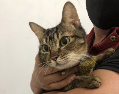 動保處派員至該址稽查貓隻有無飼養不當。（新北動保處提供）