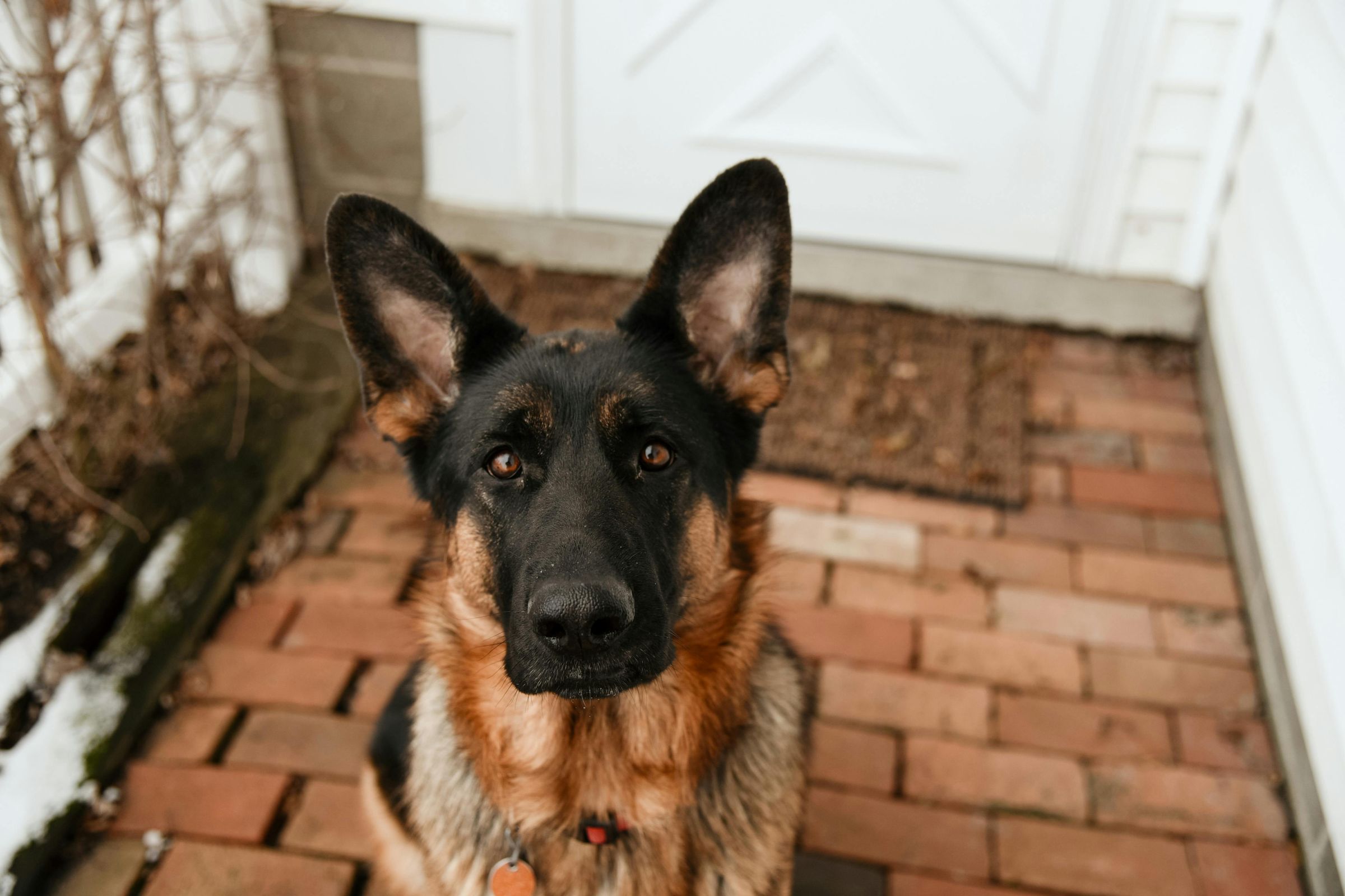 德國牧羊犬擁有超高智商，非常忠誠又敏捷，常被作為警犬。此外，其嗅覺極靈敏，能追蹤氣味數公里之遠。（示意圖，非當事德牧／pexels）