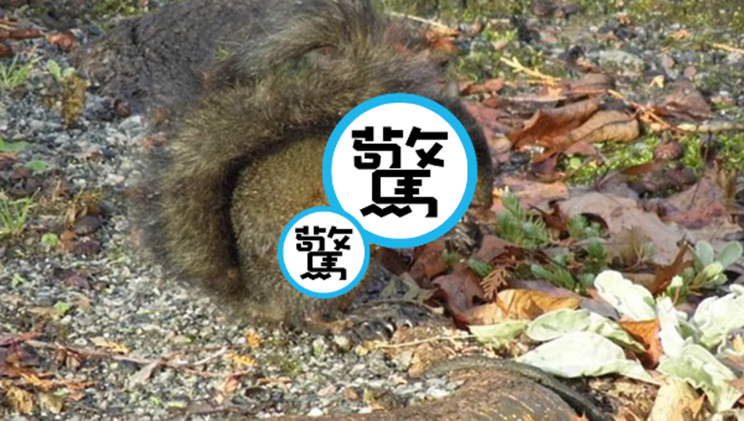 美加地區驚見「殭屍松鼠」,臉上長滿膿瘡與腫塊,模樣宛如恐怖電影情節。(翻攝自X)