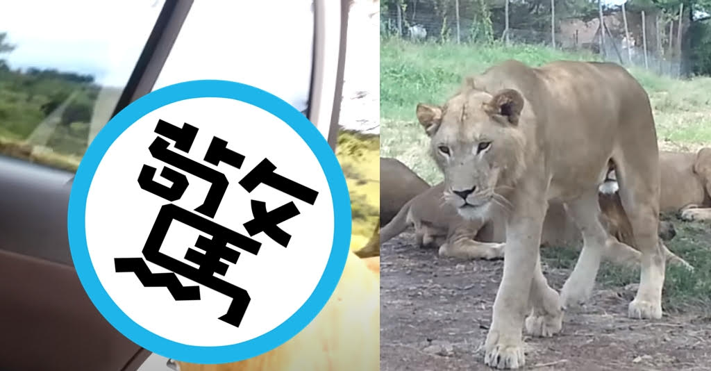一名外國男子與家人開車遊覽南非野生動物保護區，近距離欣賞獅群。（翻攝YT頻道Joshua Sutherland）