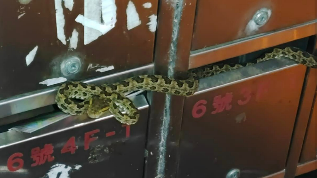 一名網友親眼目睹信箱中有一條超長的龜殼花，甚至橫跨3戶信箱。（翻攝自臉書 @野生蛇相）