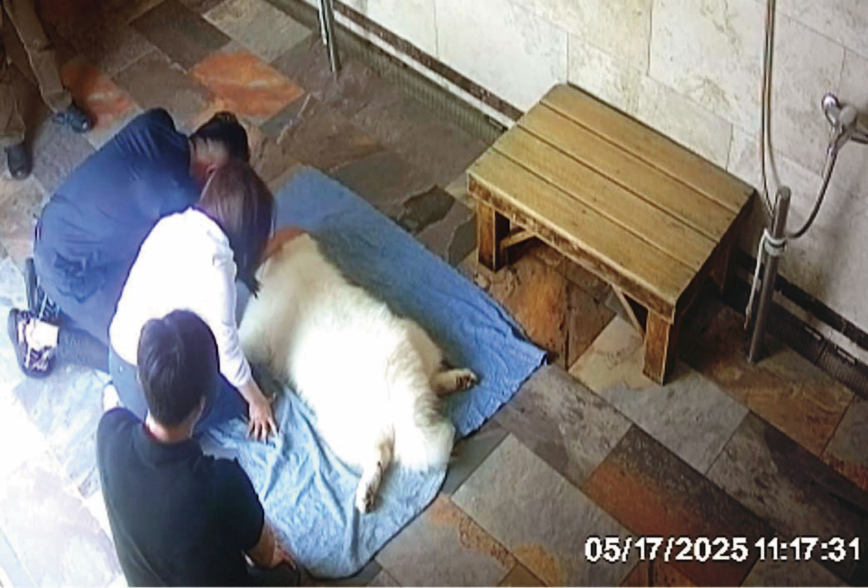 愛犬猝逝當天，王明正、林青逸與學苑負責人一同跪地、送別小狗。（讀者提供）