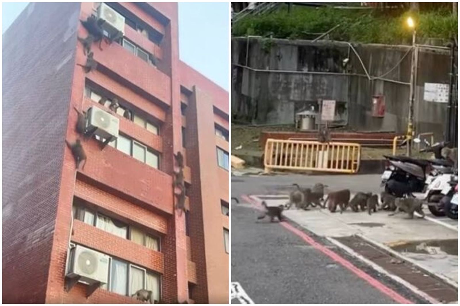 開學被「學長」包圍!中山大學「獼猴海」垂降宿舍以為AI 吸超過12萬人朝聖