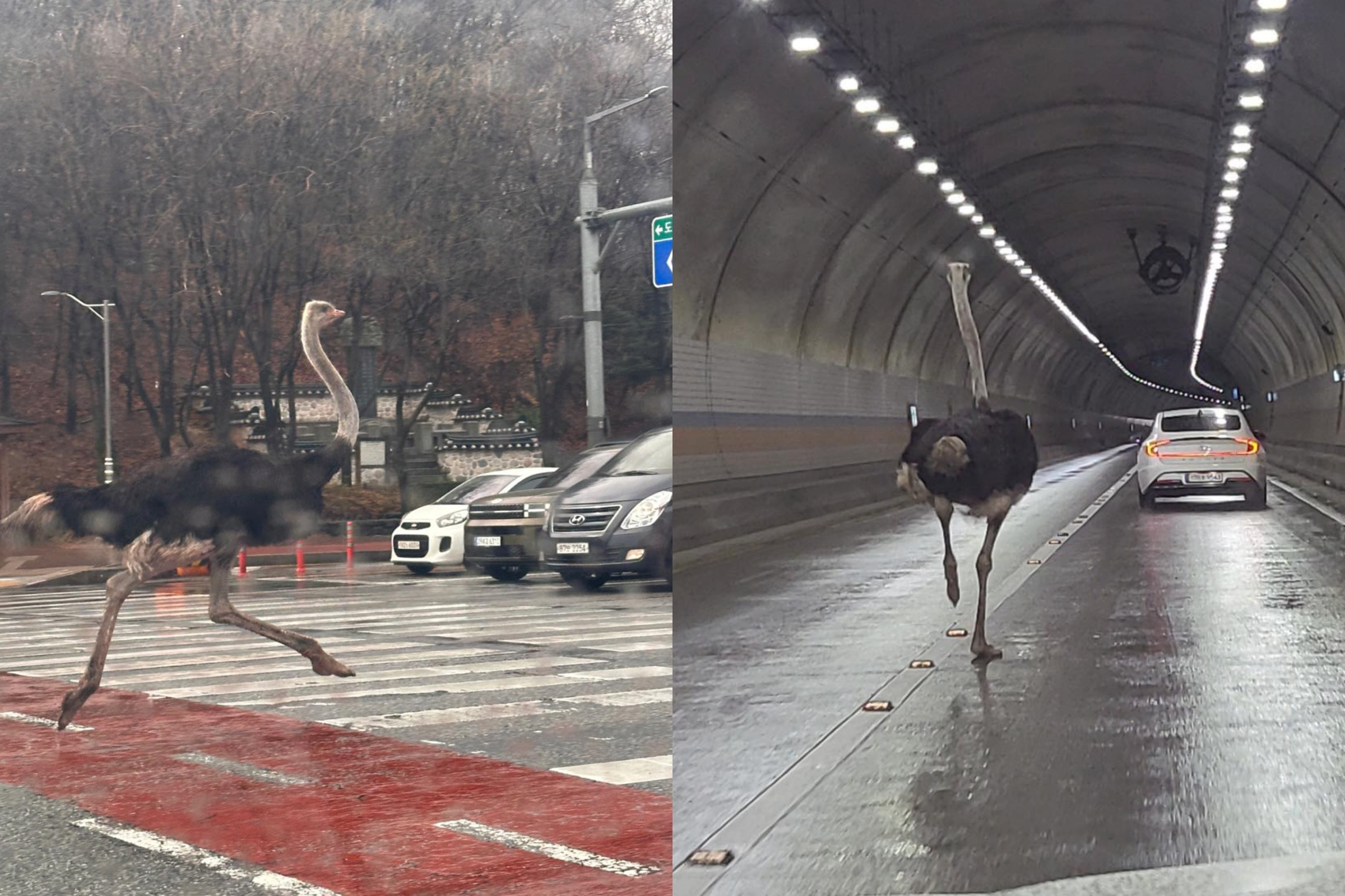韓國京畿道城南市今日上午發生鴕鳥逃脫案件,不少民眾直擊鴕鳥在大街上奔跑。(合成圖,均翻攝自X)