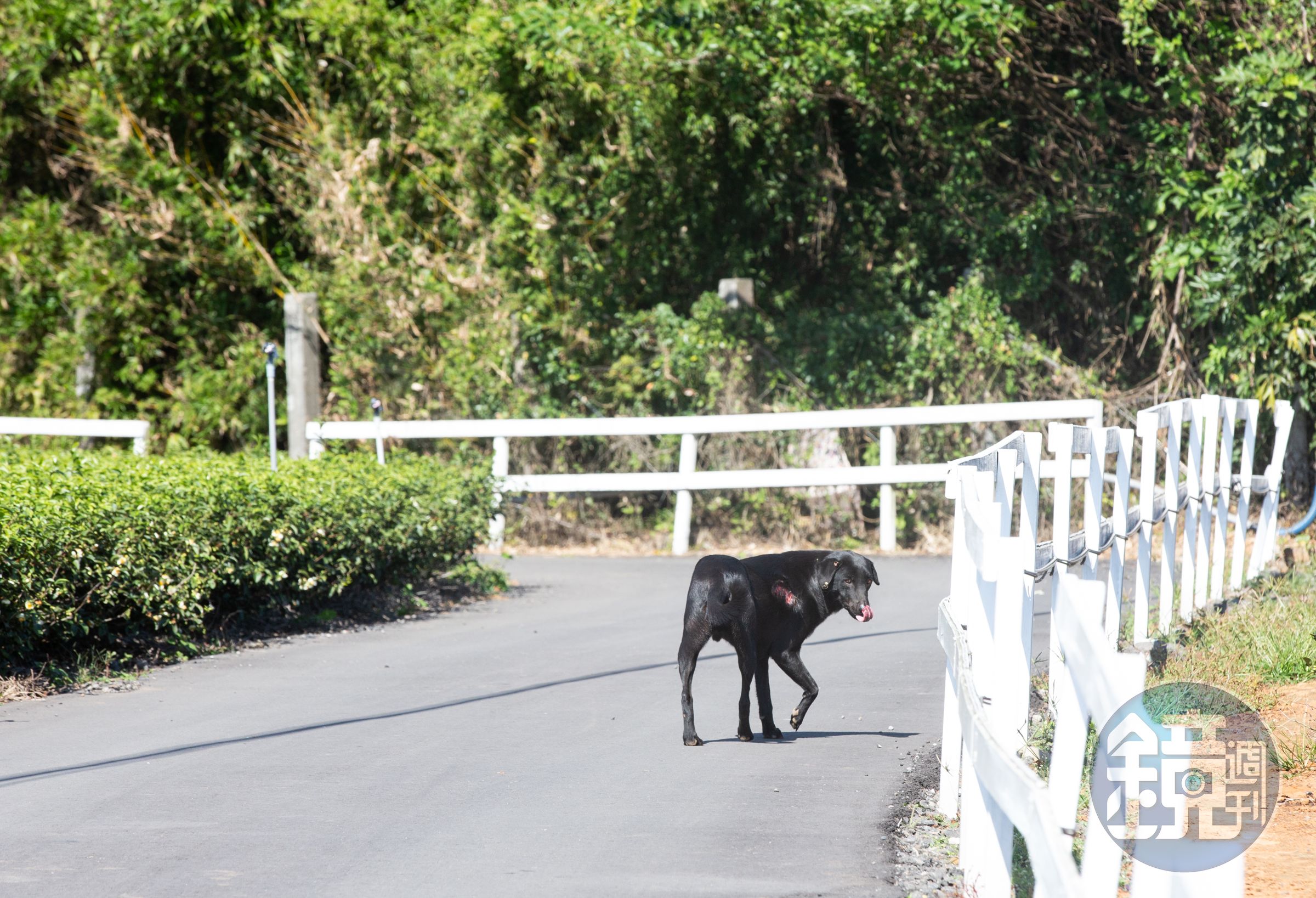 在陽明山國家公園餵食遊蕩犬的愛爸愛媽們,這幾年營救過不少受困陷阱的犬隻。有些狗受困太久,導致肢體壞死,遭截肢、斷掌。