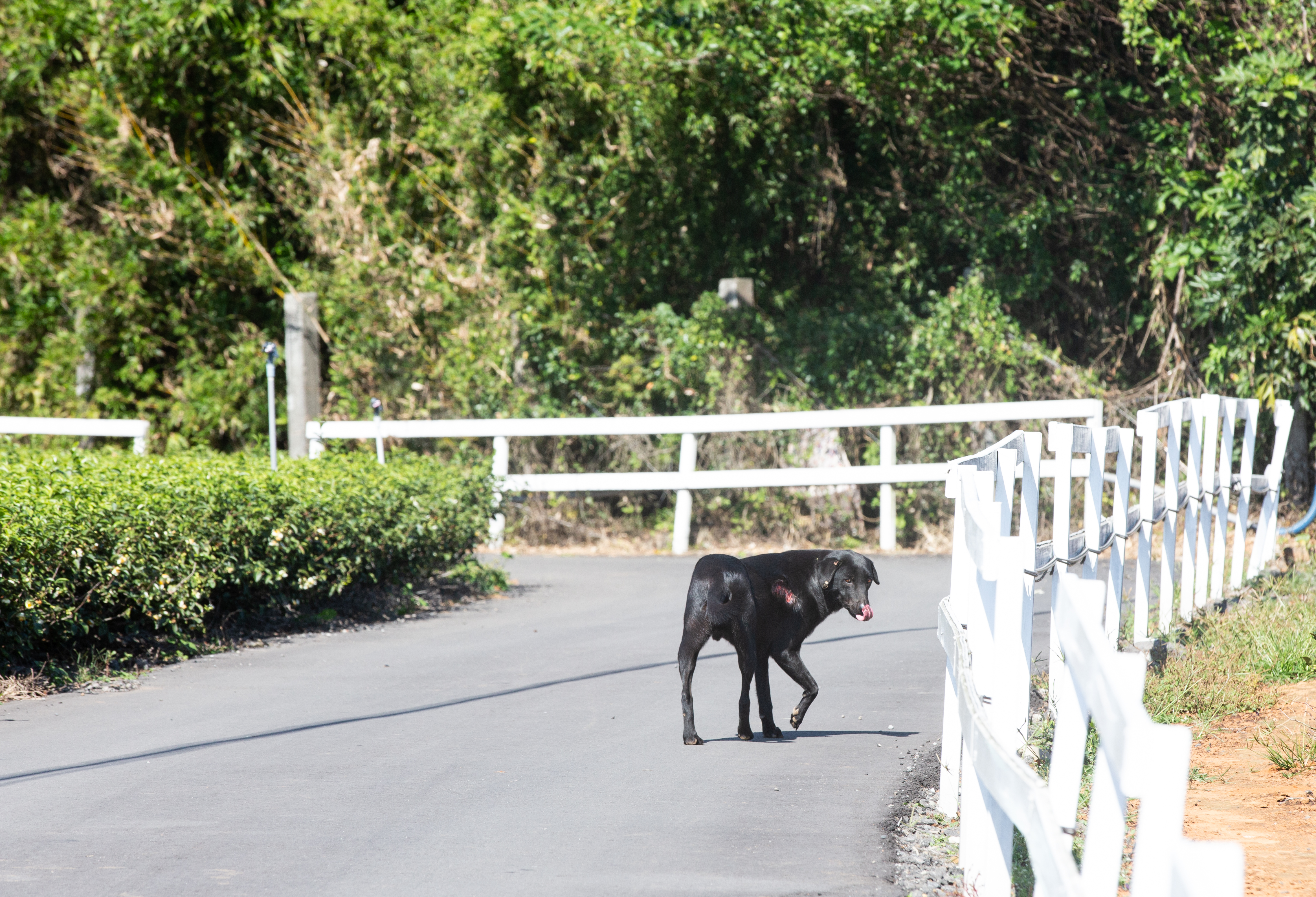 在陽明山國家公園餵食遊蕩犬的愛爸愛媽們，這幾年營救過不少受困陷阱的犬隻。有些狗受困太久，導致肢體壞死，遭截肢、斷掌。