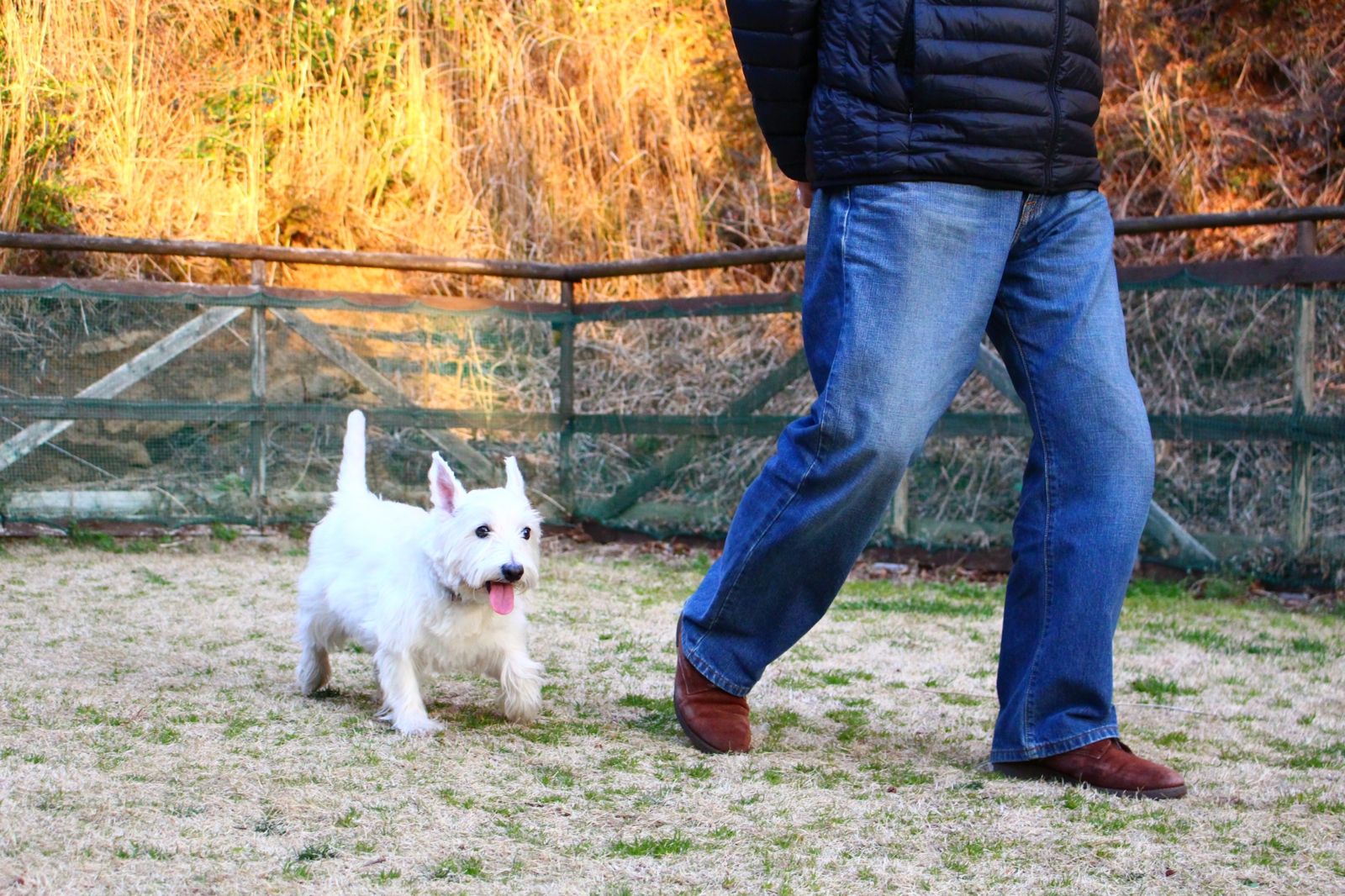 養一隻狗花掉400萬! 35歲啃老女「以狗為名」狠榨老父一半退休金