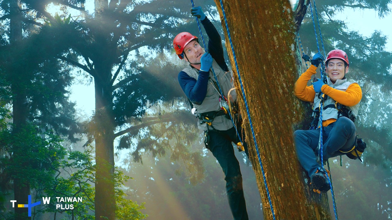 Jason（右）和Trevor（左）挑戰攀爬台灣杉，到樹頂收集種子。（TaiwanPlus提供）