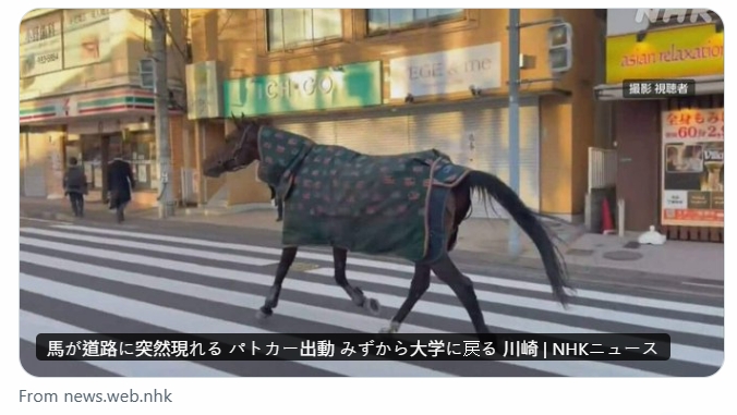 日本川崎市街頭驚見一匹馬在車輛往來的道路上狂奔，只見後面有警察開著巡邏車追逐。（翻攝自X@nhk_news）