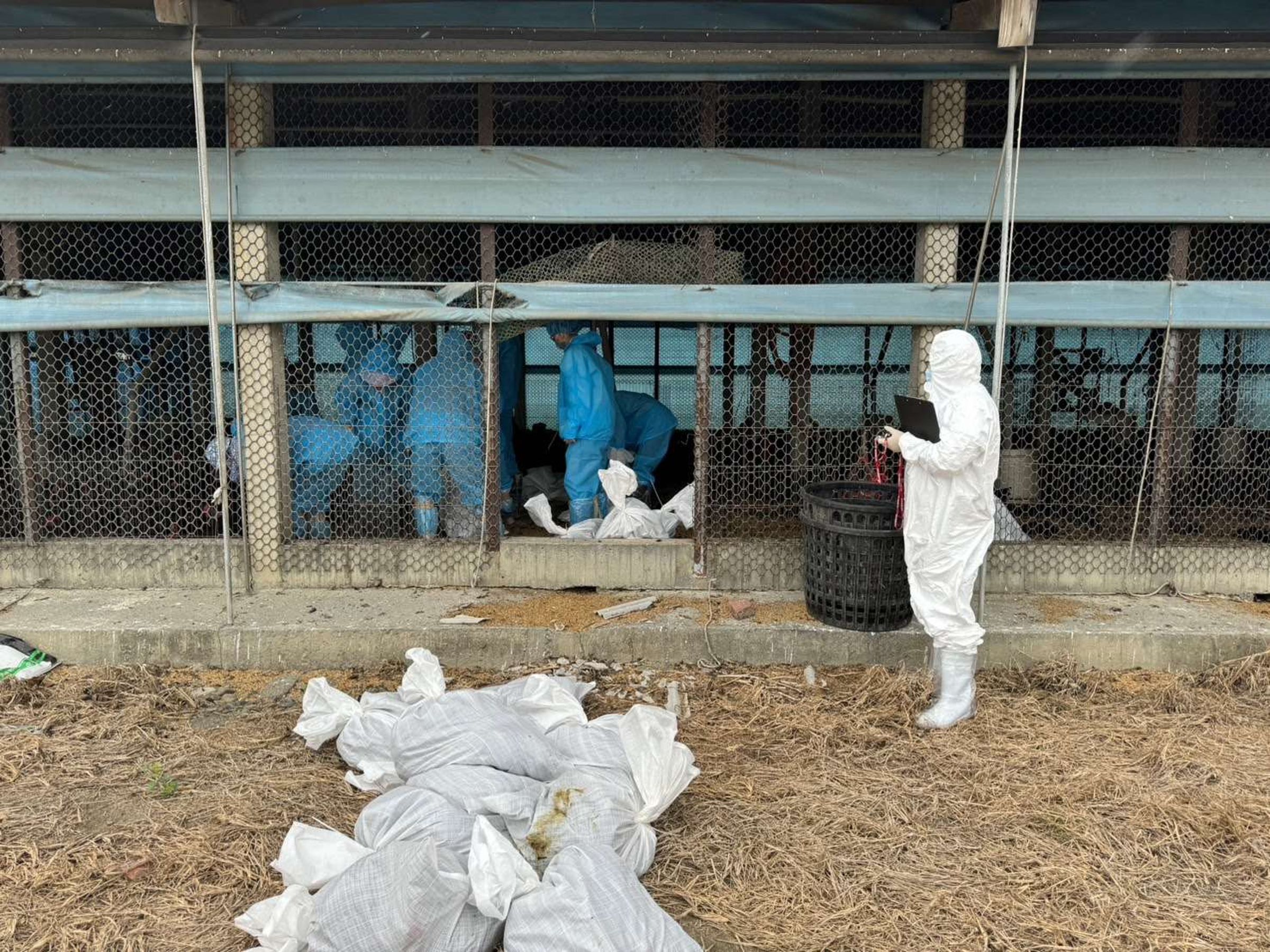 東勢鄉1土雞場確診禽流感，雲林縣動植物防疫所已完成撲殺銷毀作業。（雲林縣動植物防疫所提供）