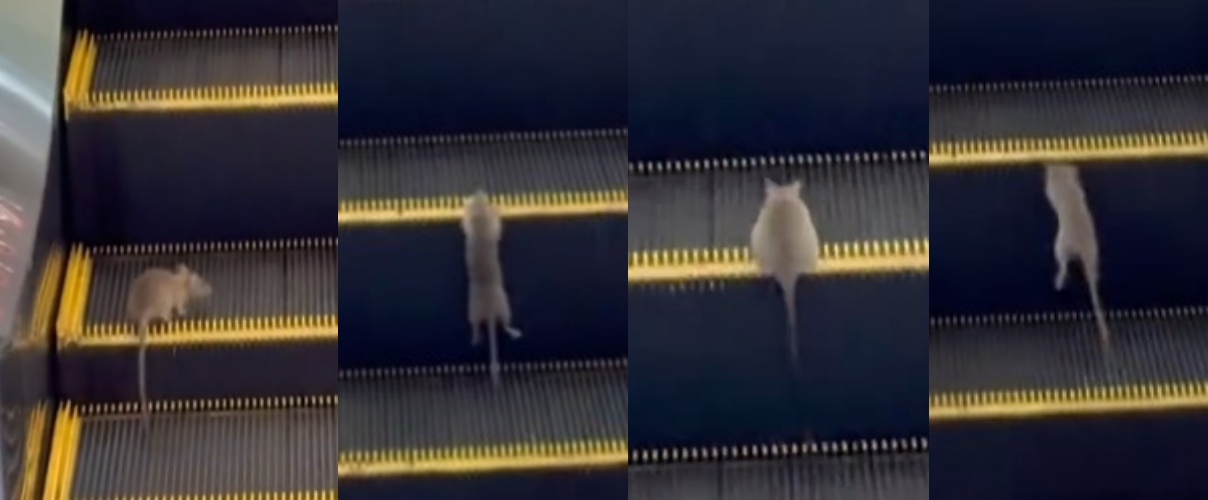 百貨手扶梯驚見「跑步鼠」。（翻攝自Threads @crazybeesexy）