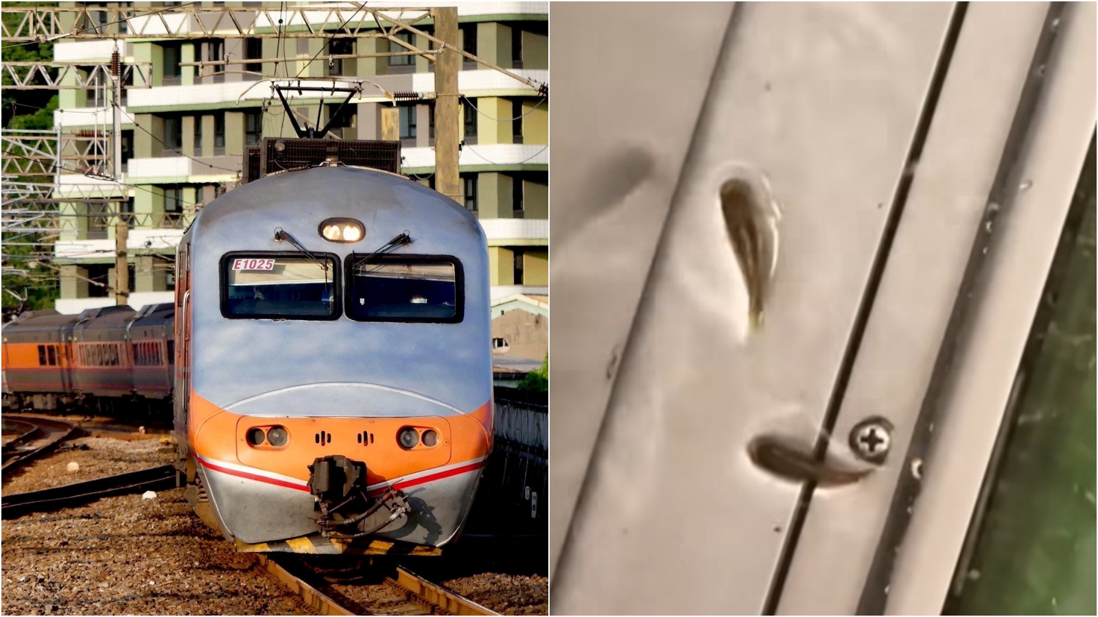 老鷹不稀奇！台鐵自強號出現「魚」跳來跳去。（翻攝爆料公社）