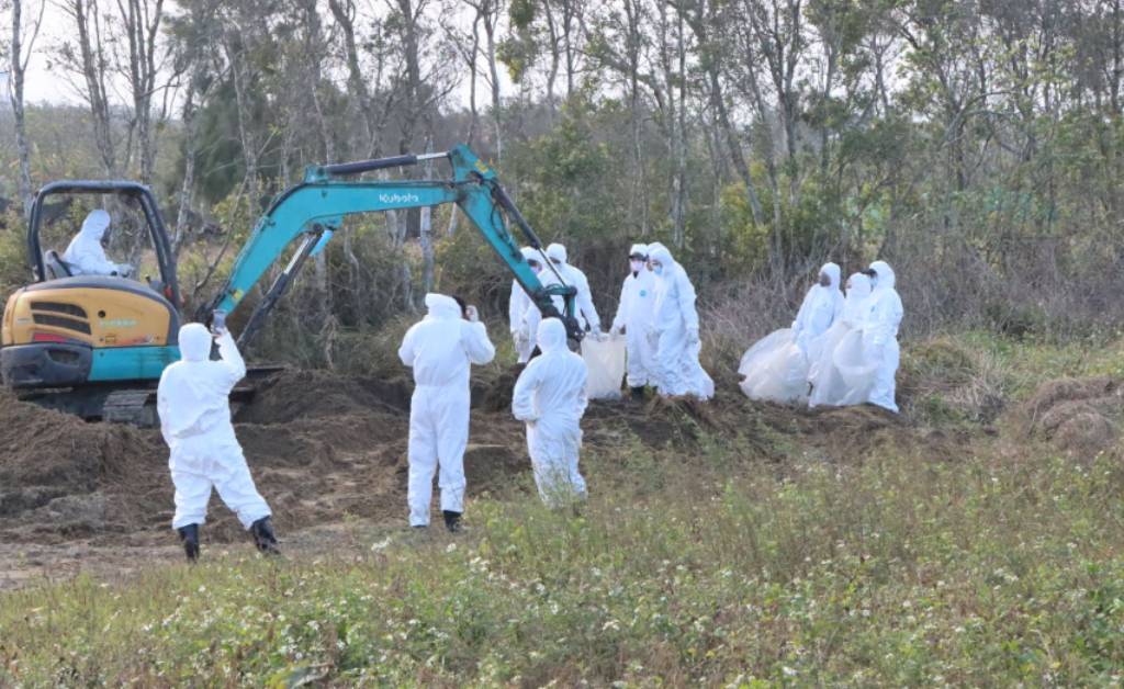 日前苗栗縣後龍鎮私有地遭人非法掩埋斃死雞有1451隻。(苗栗縣政府提供)