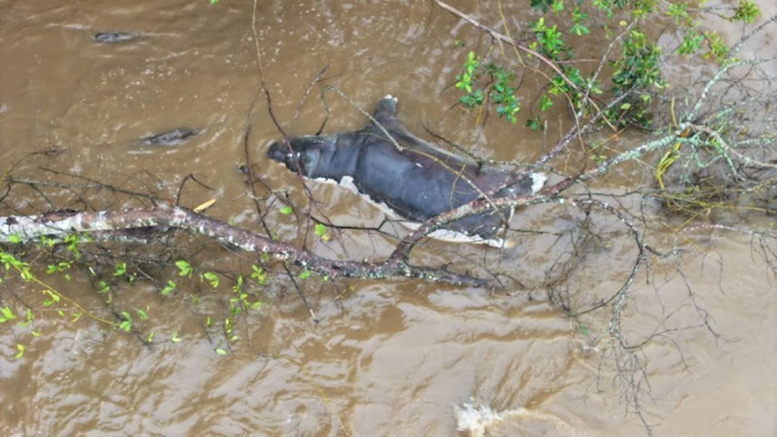 維龍加國家公園大量河馬死亡,景象慘烈。(翻攝Virunga National Park)
