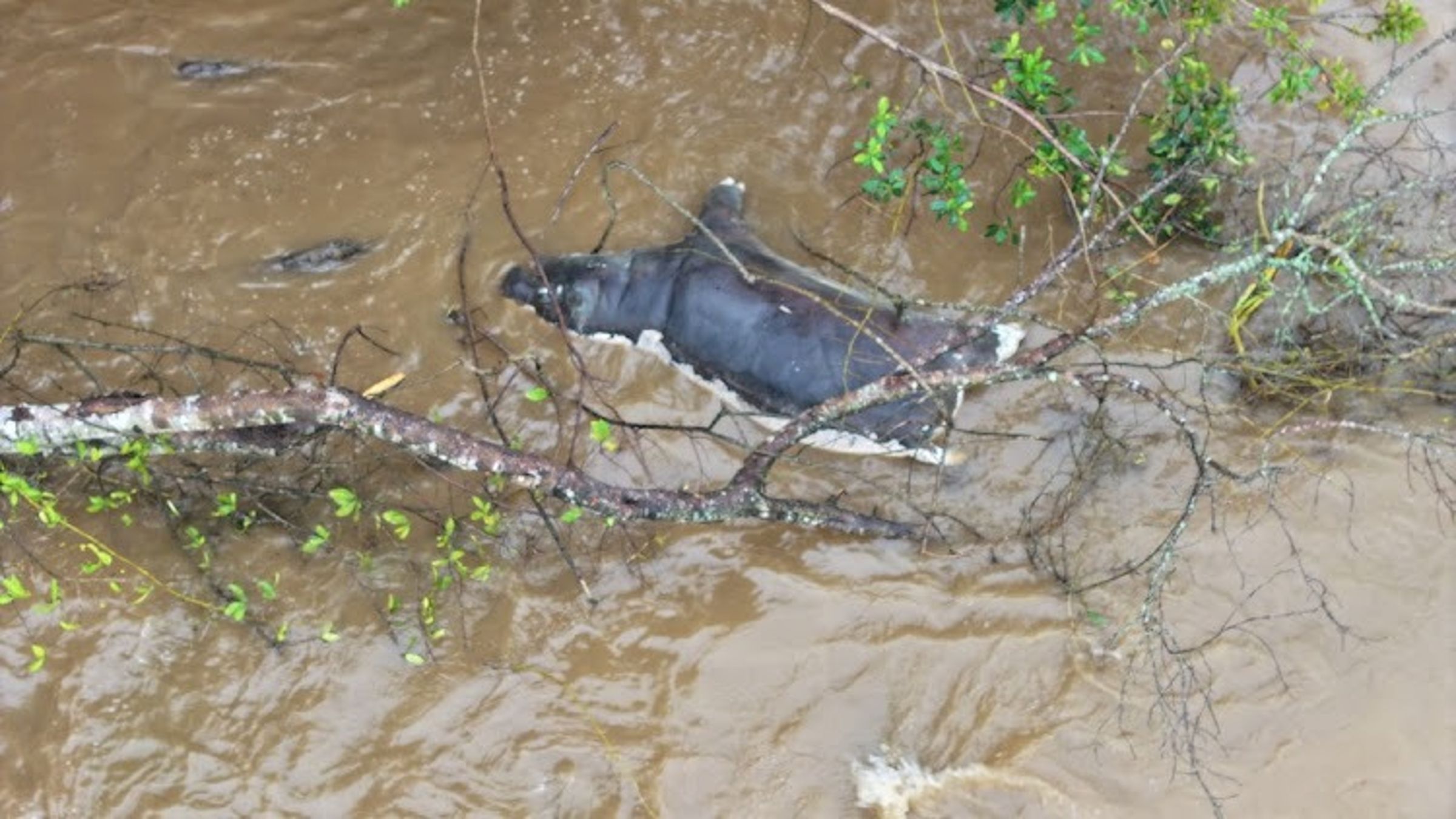 維龍加國家公園大量河馬死亡,景象慘烈。(翻攝Virunga National Park)