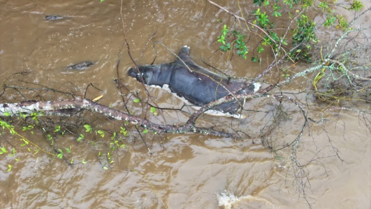 維龍加國家公園大量河馬死亡，景象慘烈。（翻攝Virunga National Park）