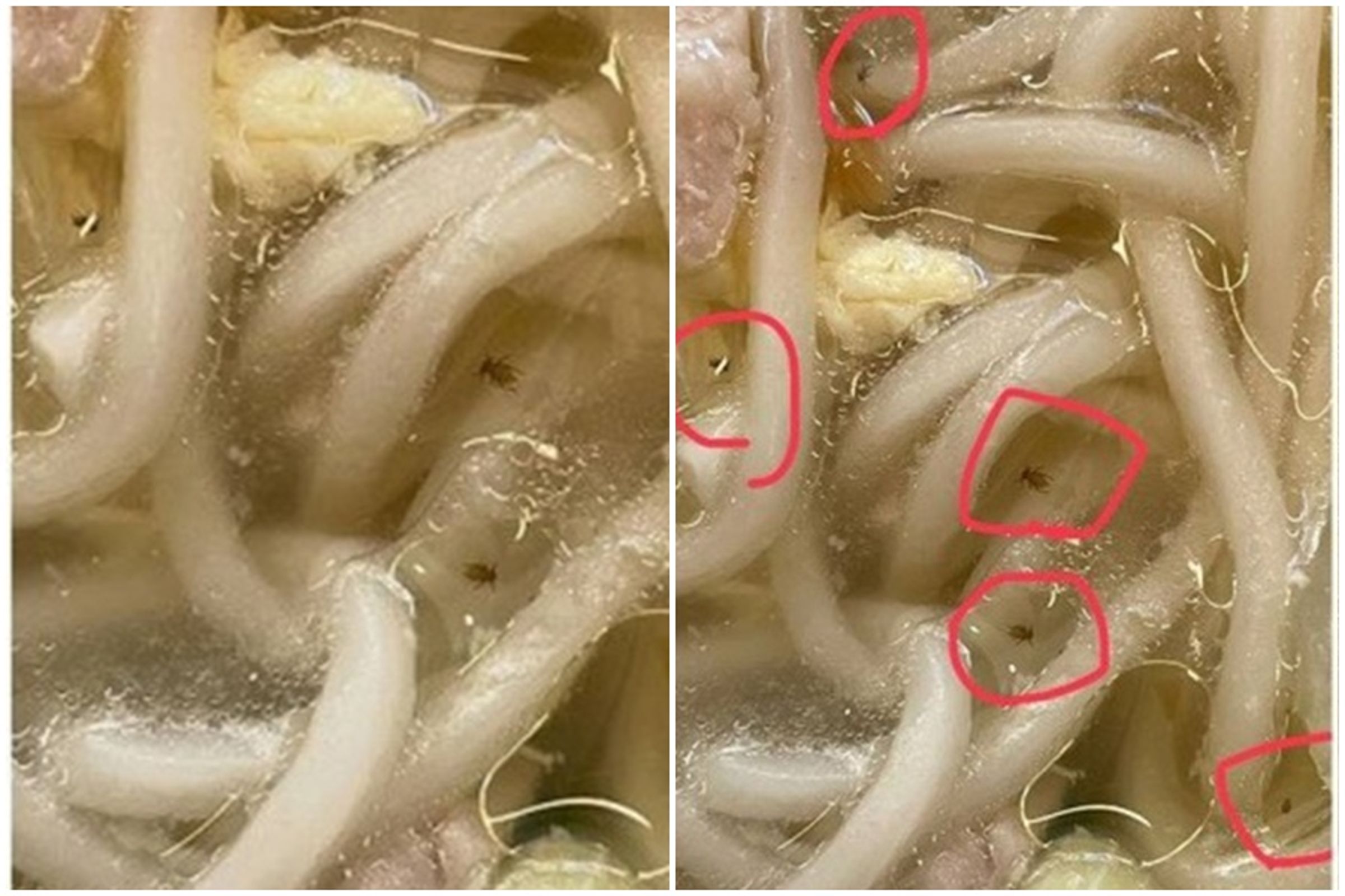 高雄一間知名水餃店湯麵的湯麵爆出疑似食安問題。(翻攝fion_0816 Threads)