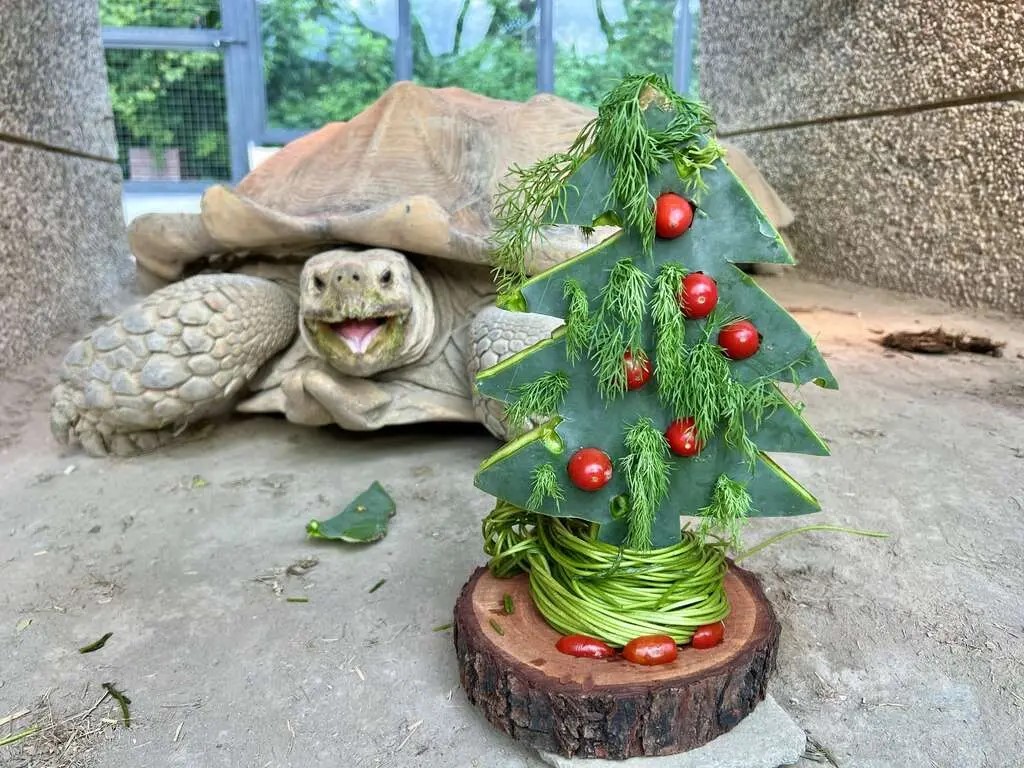 蘇卡達象龜則津津有味地品嚐以仙人掌切成樹狀，再用小番茄點綴而成的迷你耶誕樹。（壽山動物園提供）