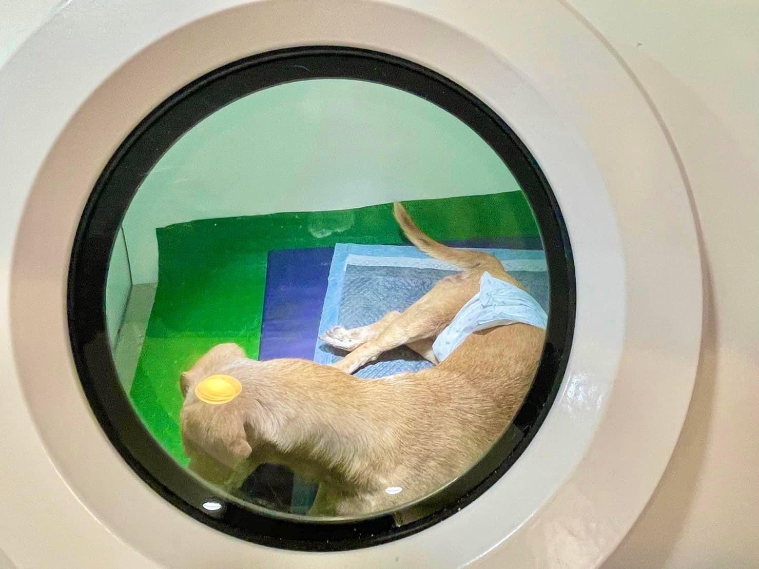 癱瘓的毛孩在高壓氧治療艙內做無痛治療。（寵樂動物醫院提供）
