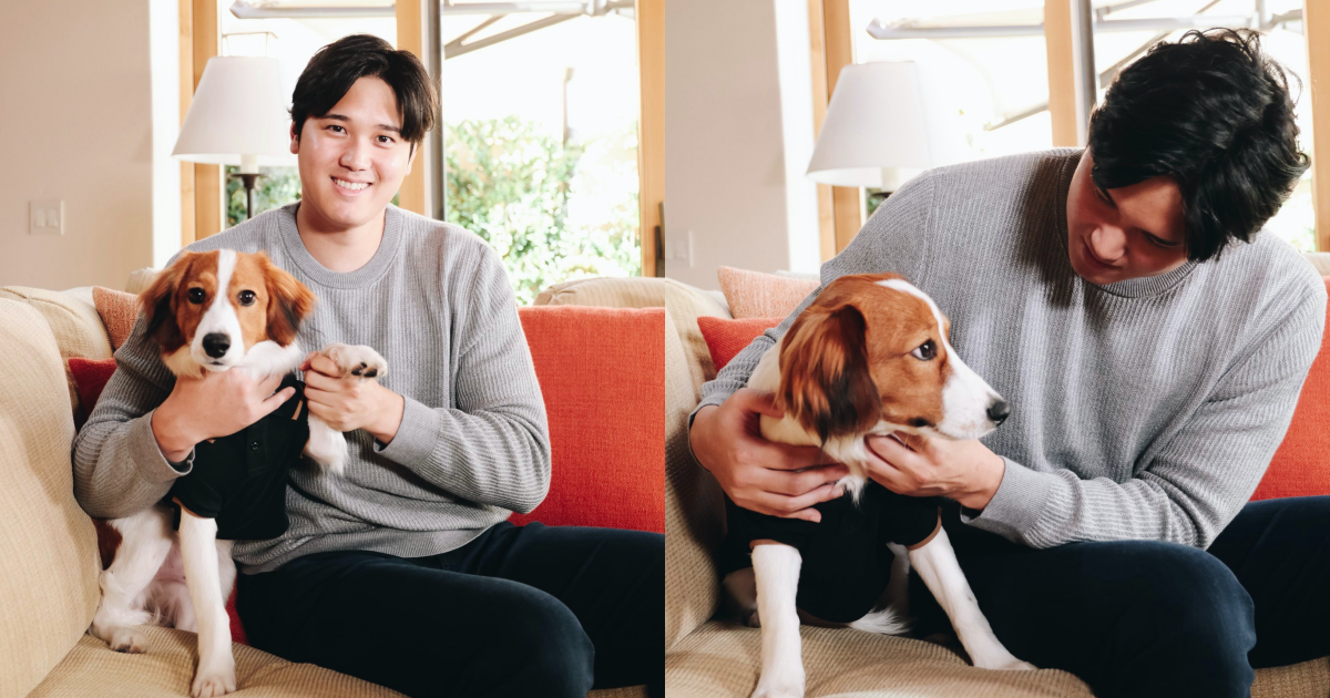 大谷翔平邊擼狗邊等待MVP結果發表。（翻攝自X@Angels）