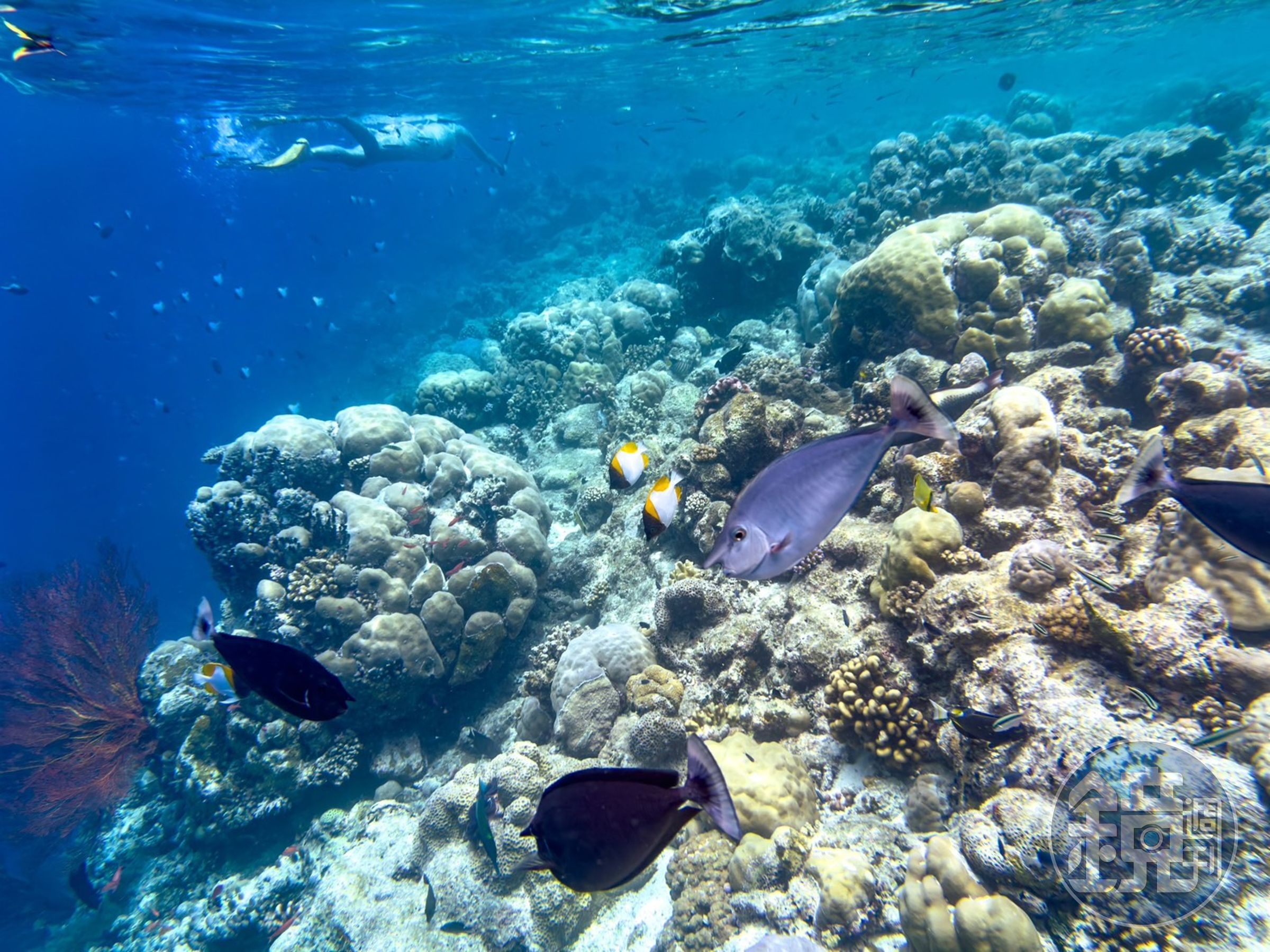 潛入「上帝的水族箱」,原來透過小美人魚的視角觀看海底世界這麼壯觀!