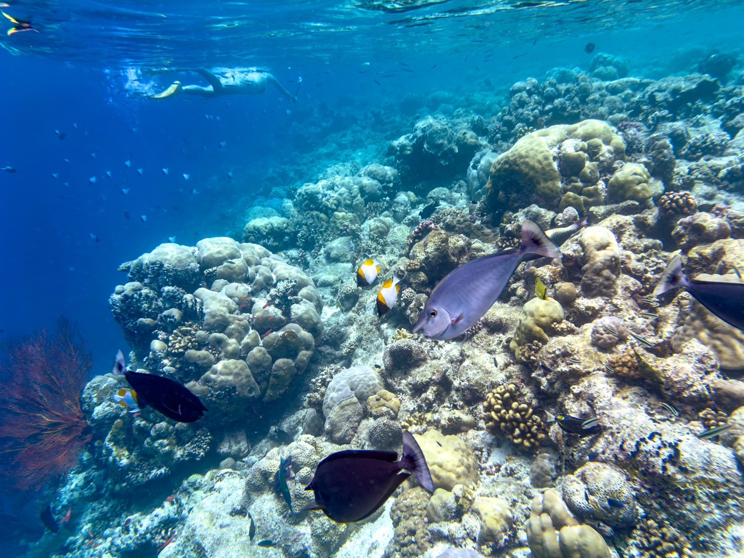 潛入「上帝的水族箱」，原來透過小美人魚的視角觀看海底世界這麼壯觀！ 