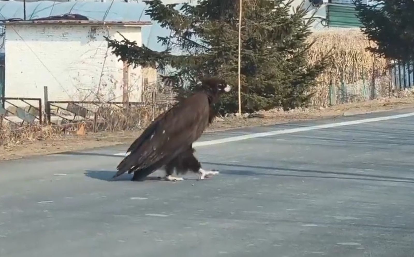 有片/吉林國道驚見巨鵰逛大街 網友笑:楊過神鵰跑出來